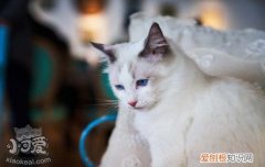 猫咪常见的皮肤问题,猫咪常见的皮肤病,猫咪常见的皮肤病症状，猫咪常见皮肤病有哪些