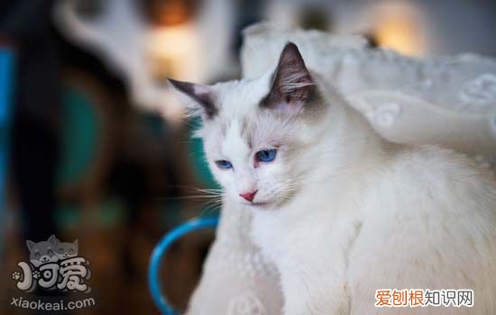 猫咪常见的皮肤问题,猫咪常见的皮肤病,猫咪常见的皮肤病症状，猫咪常见皮肤病有哪些