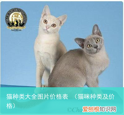 猫咪种类及价格 猫种类大全图片价格表