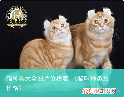 猫咪种类及价格 猫种类大全图片价格表