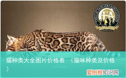 猫咪种类及价格 猫种类大全图片价格表