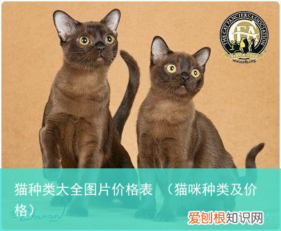 猫咪种类及价格 猫种类大全图片价格表