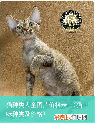 猫咪种类及价格 猫种类大全图片价格表