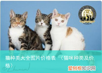 猫咪种类及价格 猫种类大全图片价格表