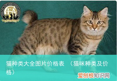 猫咪种类及价格 猫种类大全图片价格表