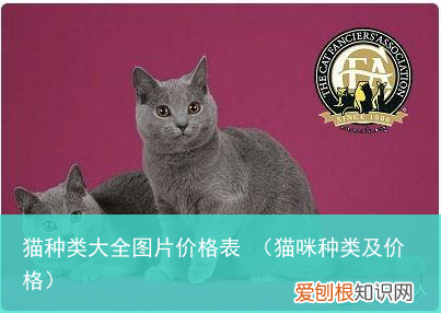 猫咪种类及价格 猫种类大全图片价格表