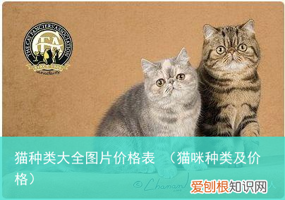 猫咪种类及价格 猫种类大全图片价格表