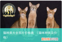 猫咪种类及价格 猫种类大全图片价格表