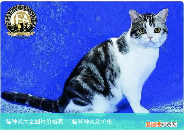 猫咪种类及价格 猫种类大全图片价格表