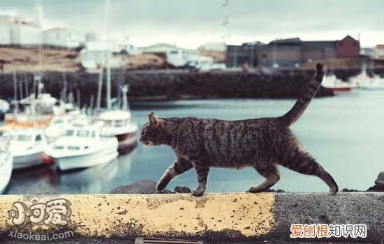 猫营养不良的症状,猫营养不良吃什么,猫营养不良怎么办，猫营养不良怎么治