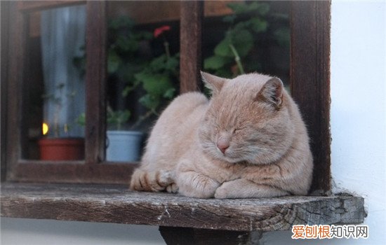 猫瘟是什么,猫瘟是怎么引起的,猫瘟是怎么传染的，猫瘟通过什么传染的