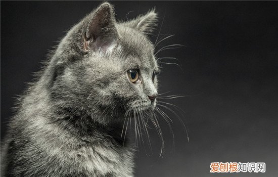 猫咪能吃什么蔬菜和水果 猫咪能吃什么蔬菜水果