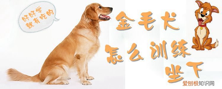 金毛犬怎么训练坐下,金毛犬的训练方法