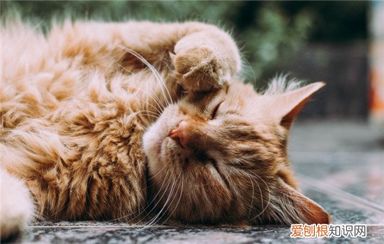 猫腹膜炎症状,猫腹膜炎是什么引起的,猫腹膜炎是怎么造成的,猫得了腹膜炎的症状