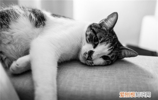 猫肾衰竭的症状有哪些,猫肾衰竭症状治疗方法,猫肾衰竭的症状发病症状