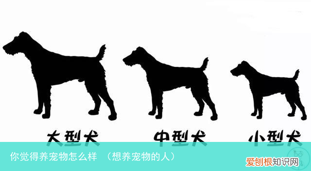 想养宠物的人 你觉得养宠物怎么样