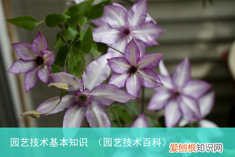 园艺技术百科 园艺技术基本知识