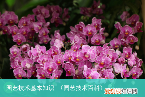 园艺技术百科 园艺技术基本知识