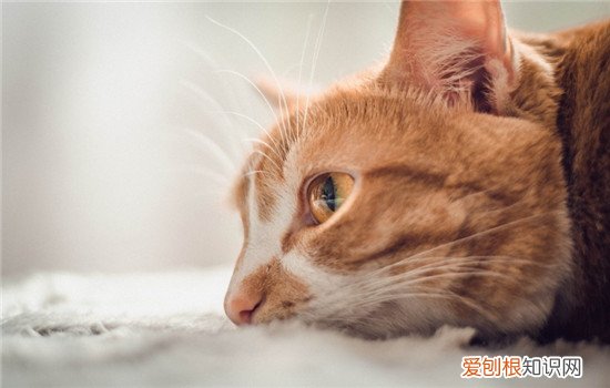 猫肾衰竭症状,猫肾衰竭原因,猫肾衰竭怎么治，猫肾衰竭的症状