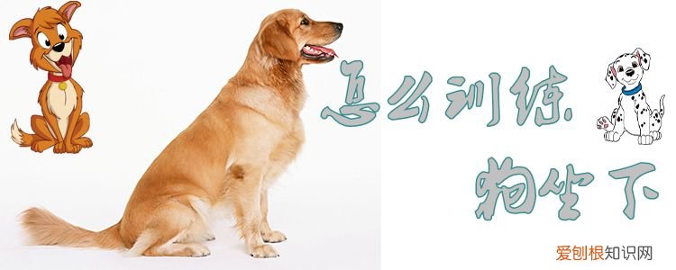 怎么训练狗坐下,怎么训练狗坐下视频