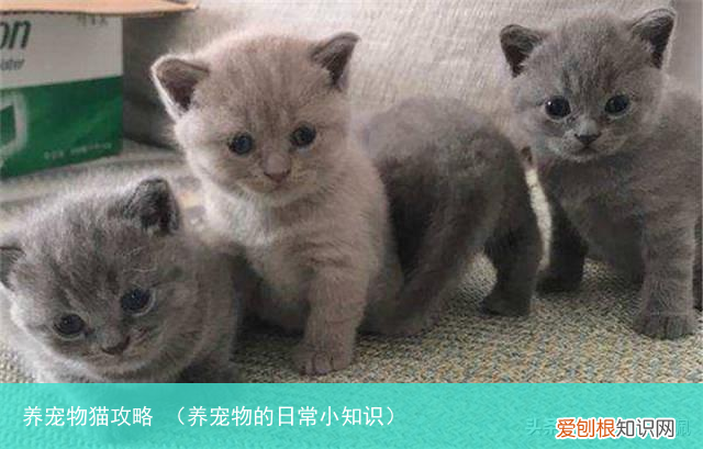 养宠物的日常小知识 养宠物猫攻略