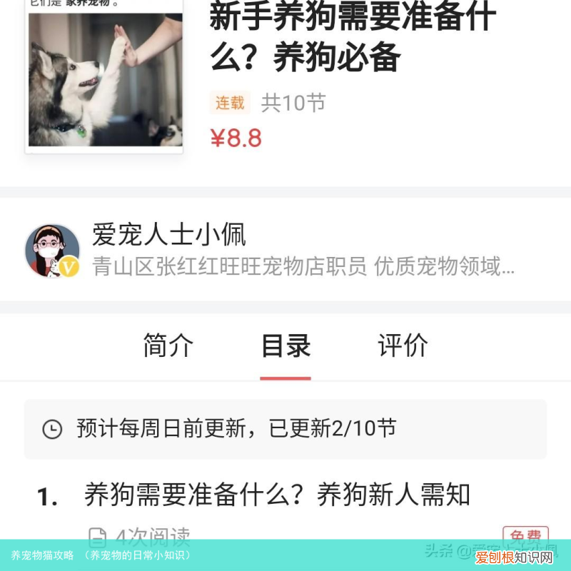 养宠物的日常小知识 养宠物猫攻略