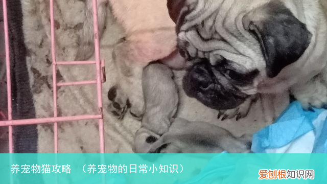 养宠物的日常小知识 养宠物猫攻略