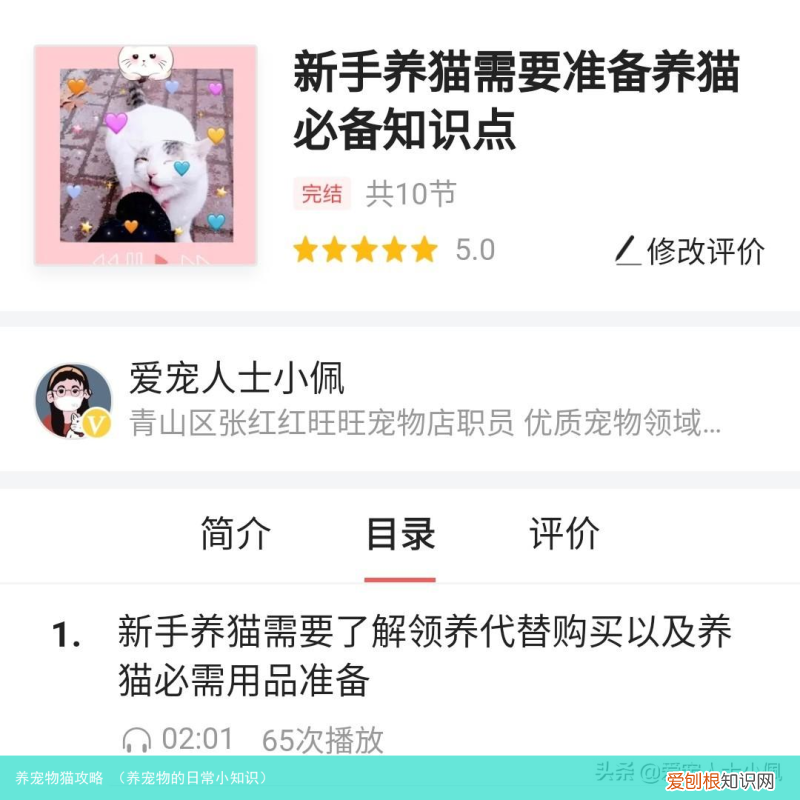 养宠物的日常小知识 养宠物猫攻略