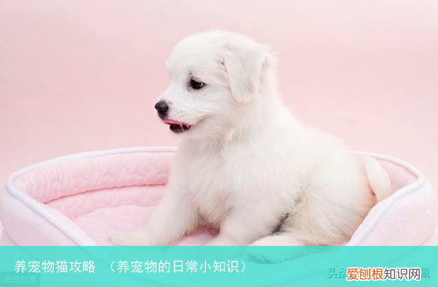 养宠物的日常小知识 养宠物猫攻略