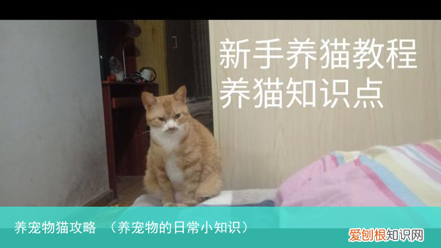 养宠物的日常小知识 养宠物猫攻略