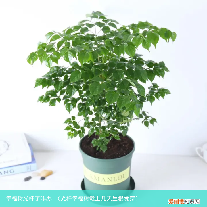 光杆幸福树栽上几天生根发芽 幸福树光杆了咋办