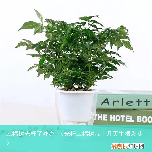 光杆幸福树栽上几天生根发芽 幸福树光杆了咋办