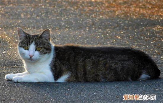 猫狂犬病症状,猫狂犬病症状能活多久,猫狂犬病发作症状,猫有狂犬病多久发作