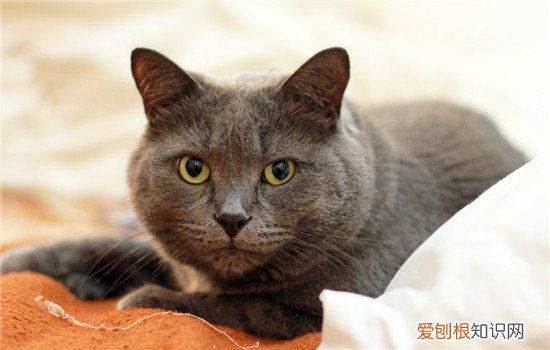 猫脓皮症怎么治疗,猫脓皮症是什么引起的,猫脓皮症能不能用百多邦，猫脓皮病用什么药