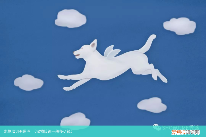 宠物培训一般多少钱 宠物培训有用吗