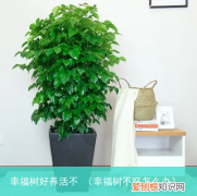 幸福树不旺怎么办 幸福树好养活不