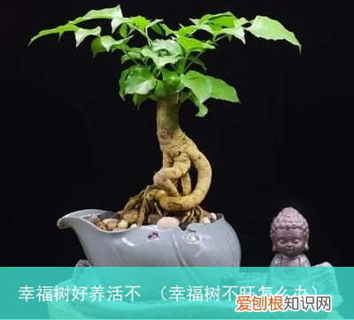 幸福树不旺怎么办 幸福树好养活不