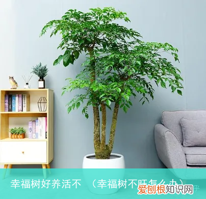 幸福树不旺怎么办 幸福树好养活不