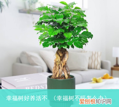 幸福树不旺怎么办 幸福树好养活不