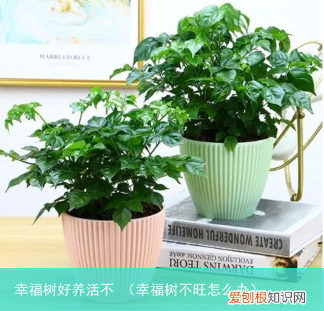 幸福树不旺怎么办 幸福树好养活不