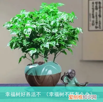 幸福树不旺怎么办 幸福树好养活不