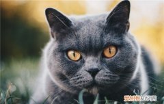 猫口炎症状,猫口炎怎么治,猫口炎吃什么药，猫口炎严重吃什么药