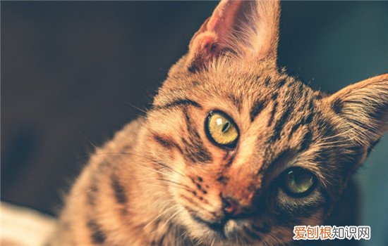 猫藓是怎么得的,猫藓是什么病,猫藓是怎么样的，猫藓是怎么得的,猫藓是什么病,猫藓是怎么样的图片