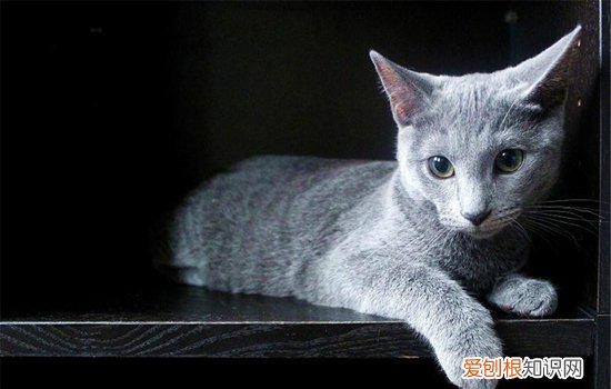 英短猫可以吃哪些水果蔬菜 英国短毛猫能吃水果吗