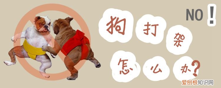 狗打架怎么办，狗打架怎么办视频
