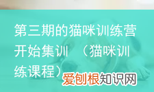 猫咪训练课程 第三期的猫咪训练营开始集训