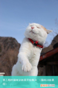 猫咪训练课程 第三期的猫咪训练营开始集训