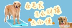金毛犬怎么训练大小便，金毛犬怎么训练大小便的
