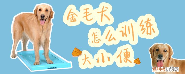 金毛犬怎么训练大小便，金毛犬怎么训练大小便的
