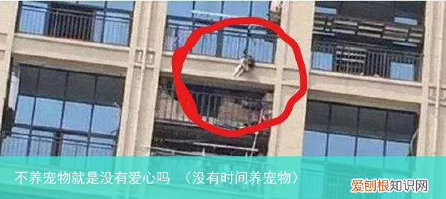 没有时间养宠物 不养宠物就是没有爱心吗